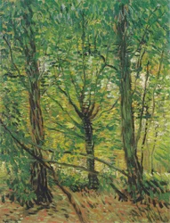 Árboles y maleza
